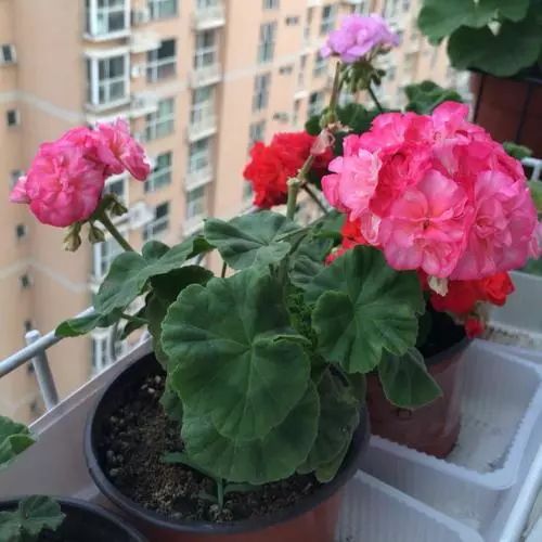 天竺葵不开花的3个原因,天竺葵不开花的原因