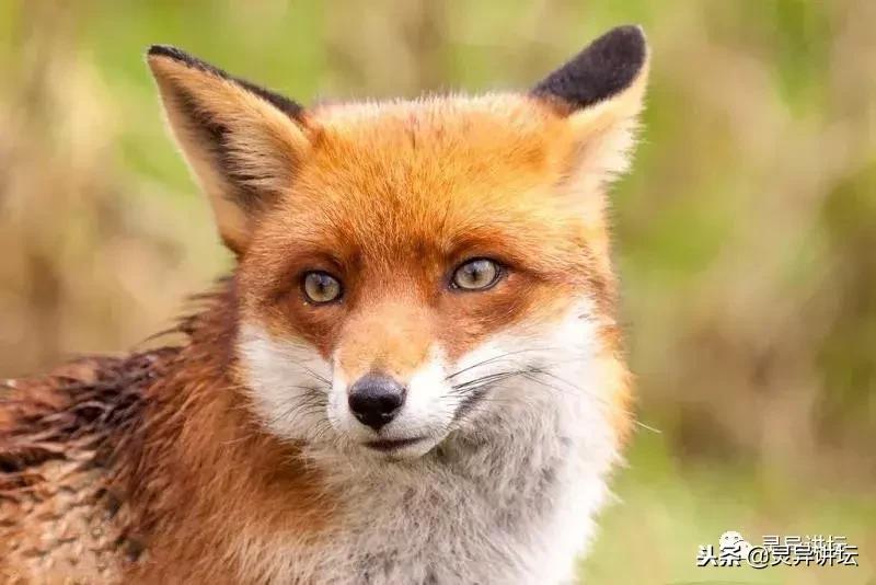 猎户杀生过多家中不宁，高人指点请来保家仙