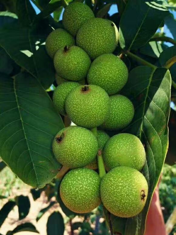 特早熟高产核桃,核桃硒府一号南方种植