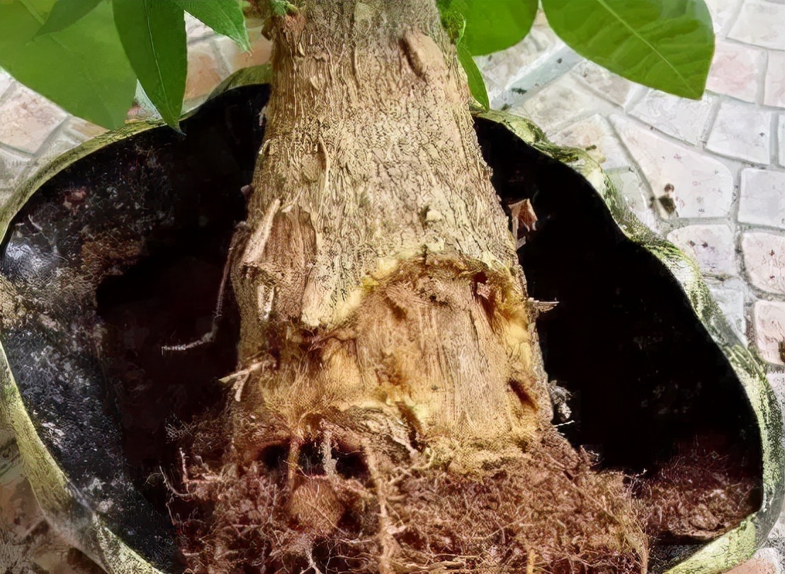 发财树主干腐烂怎么办,发财树上端腐烂怎么挽救
