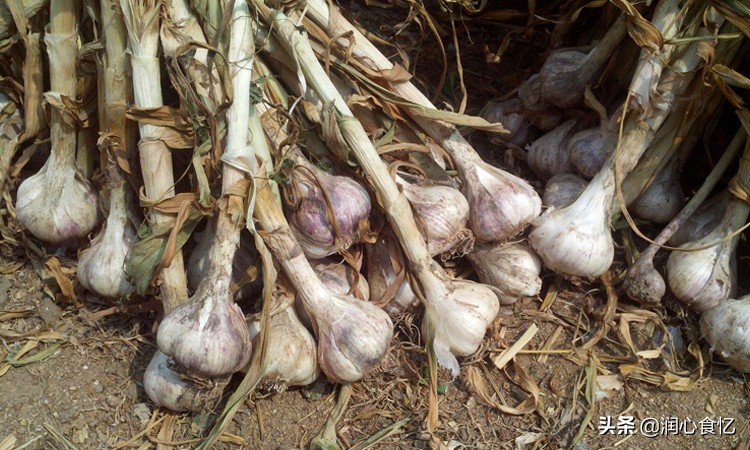 大蒜哪的最有名,中国最好的大蒜品牌排名