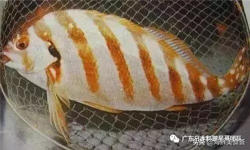 这5种淡水鱼值得多吃,中国最好吃的鱼类排行榜