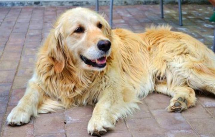 母狗怎么突然尿多尿频繁,狗喝水多尿尿多怎么回事