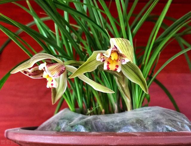 家里有这三种绿植花草的赶紧扔掉,家里一堆养花的盆