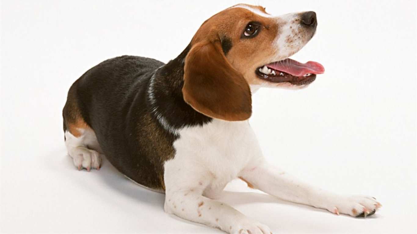 老年狗狗常见疾病,狗狗消化道疾病的症状有哪些