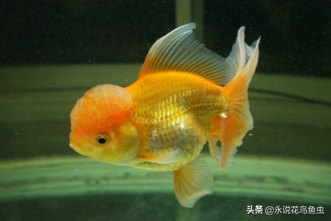 怎么把金鱼的蛋孵化出来,怎么让金鱼生蛋