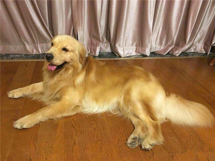 狗狗打完疫苗会有不良反应吗,狗狗打疫苗后不良反应多久能正常