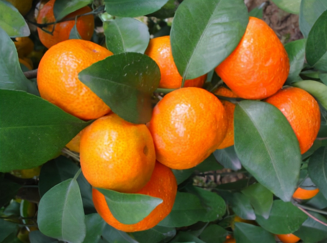 什么季节的沙糖桔便宜又好吃,买沙糖桔