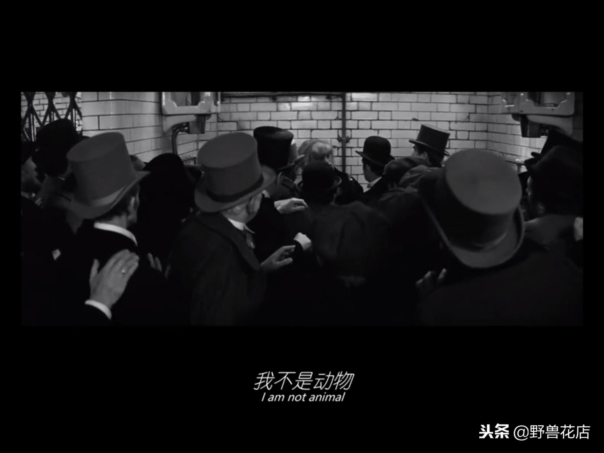 关于大象的经典电影,有关于大象的电影