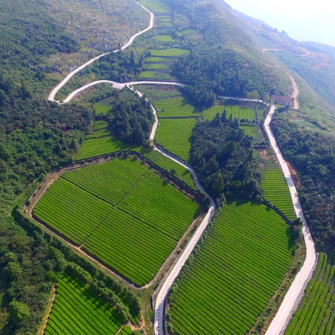 蔡华建的文章稻草人,蔡华建徐闻