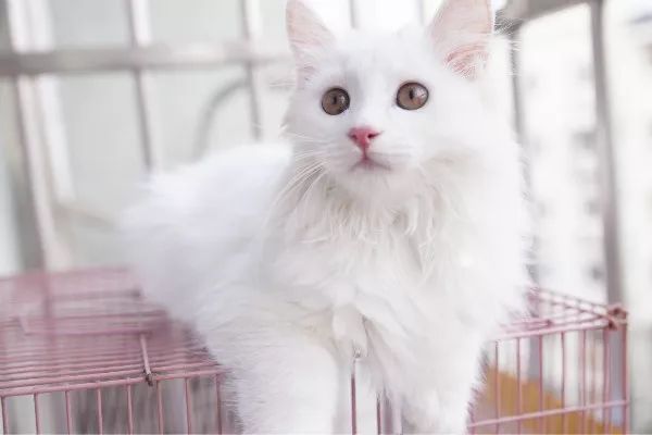 猫咪得了抑郁症后该怎么治,猫咪得了抑郁症该怎么治疗