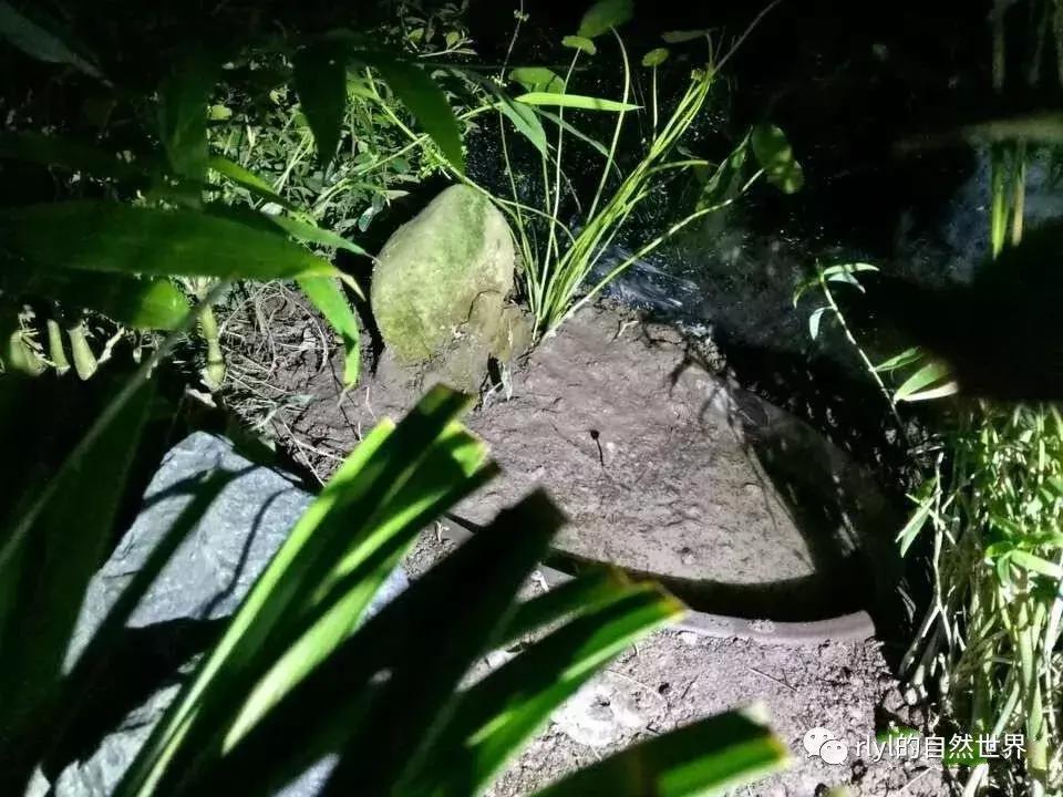 黄缘龟多大可以进环境造景,黄缘龟造景用陶粒还是火山石
