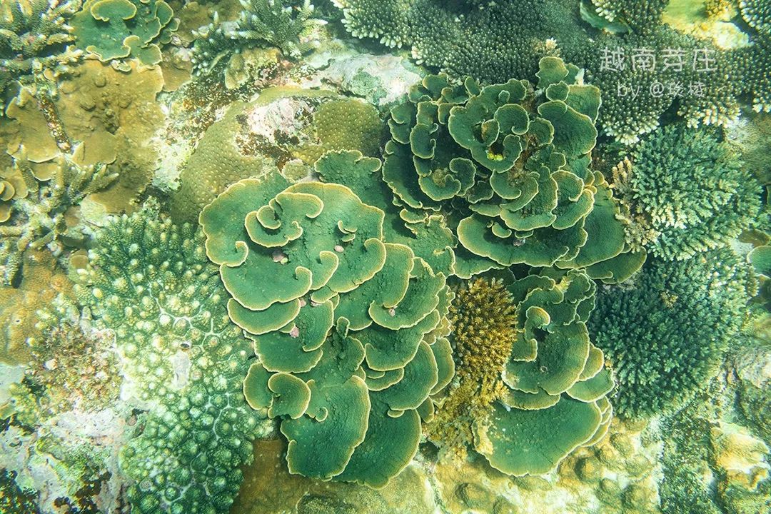 中国可浮潜的海湾,世界最美且可以浮潜十大海滩