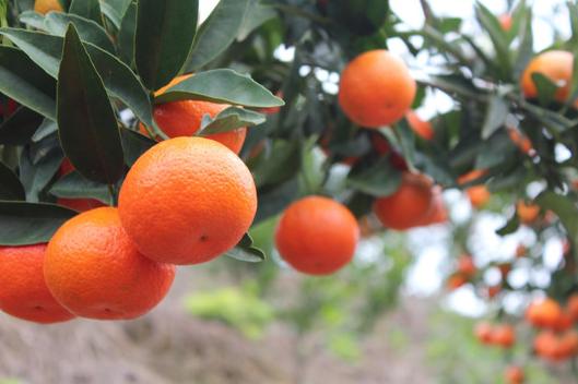 最新最有前景的柑橘新品种,真正有前景的柑橘新品种有哪些