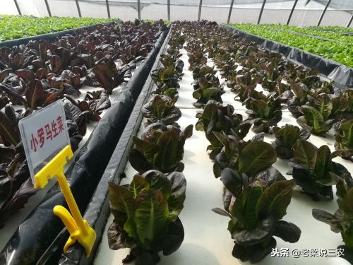 某知名电商引进的植物工厂项目，遭女博士质疑，到底靠不靠谱？