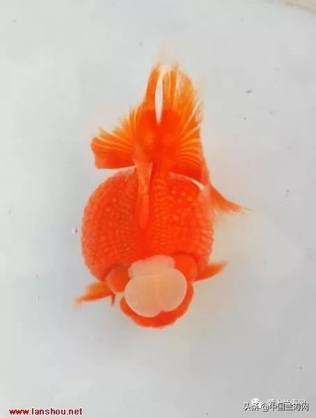 国宝级皇冠珍珠金鱼视频,皇冠珍珠金鱼视频