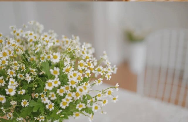 洋甘菊花怎么养护,洋甘菊的醒花及养护