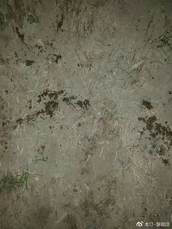 本汀金迦潘求败7米2,本汀金迦潘引领实测