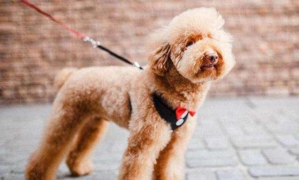 如果你想养动物怎么养,如果你想养宠物怎么办