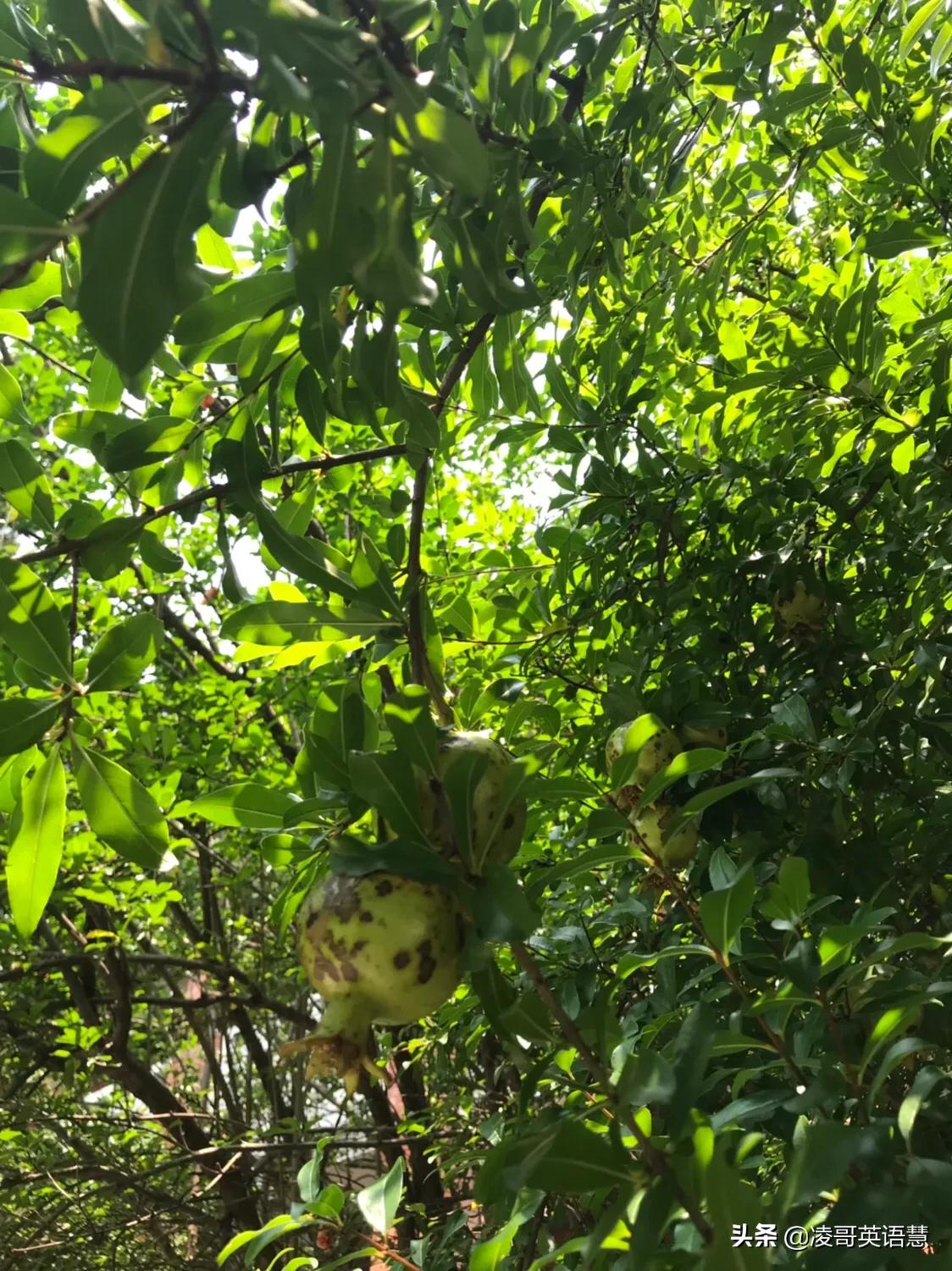 苏州市百年名校,苏州中学是百年名校吗