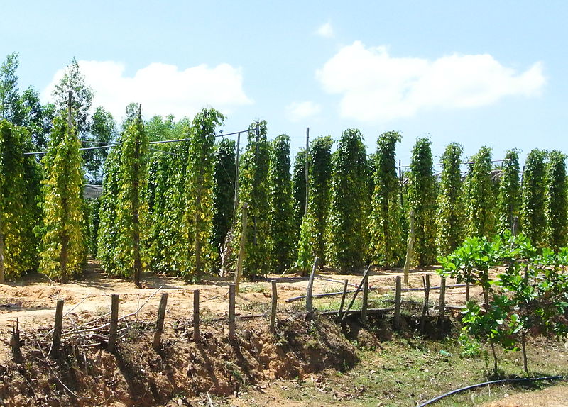 花椒胡椒麻椒有什么区别,麻椒胡椒花椒各什么颜色