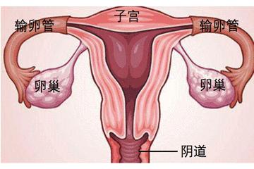 内窥镜就是宫腔镜吗,宫腔镜内窥镜的核心技术