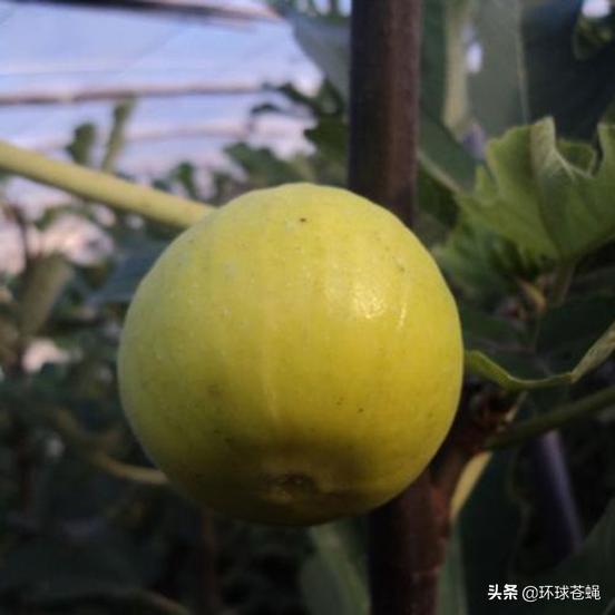 不求外在荣华，只求在基督里长进！关于无花果，你知道多少？