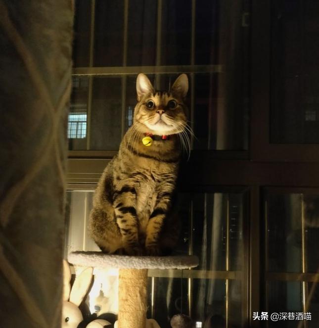 土猫可以当成宠物饲养吗？来！看看网友们是怎么回答的