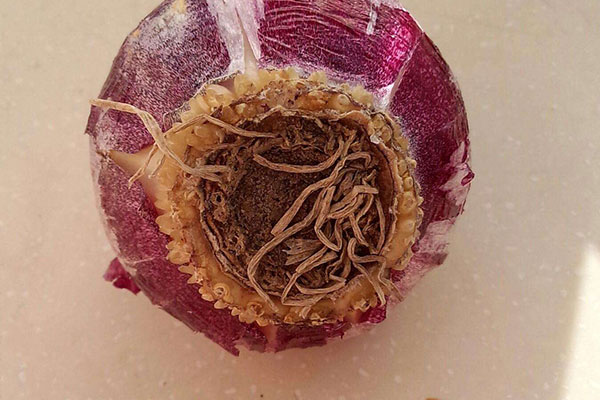 水培风信子可以转为土养吗,风信子水培如何繁殖