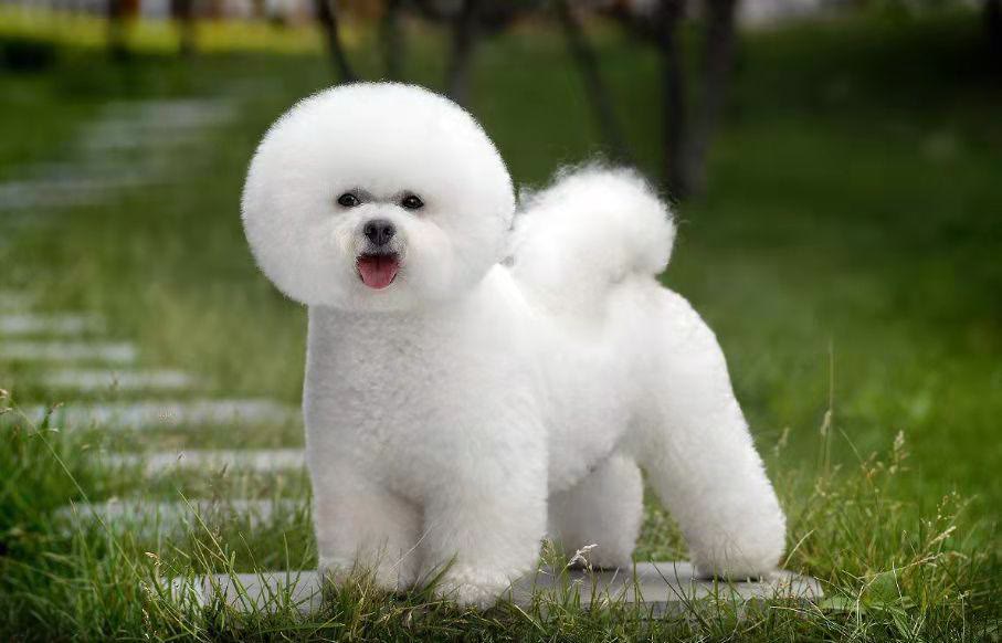 比熊老是吐狗粮怎么回事,比熊把刚吃的狗粮都吐了怎么回事