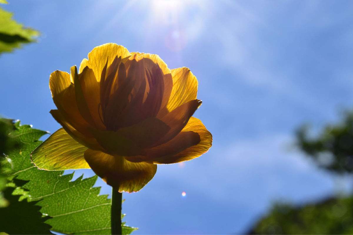 这才是真正的“金莲花”,春天盛开花梗挺拔,养护系数低价值高