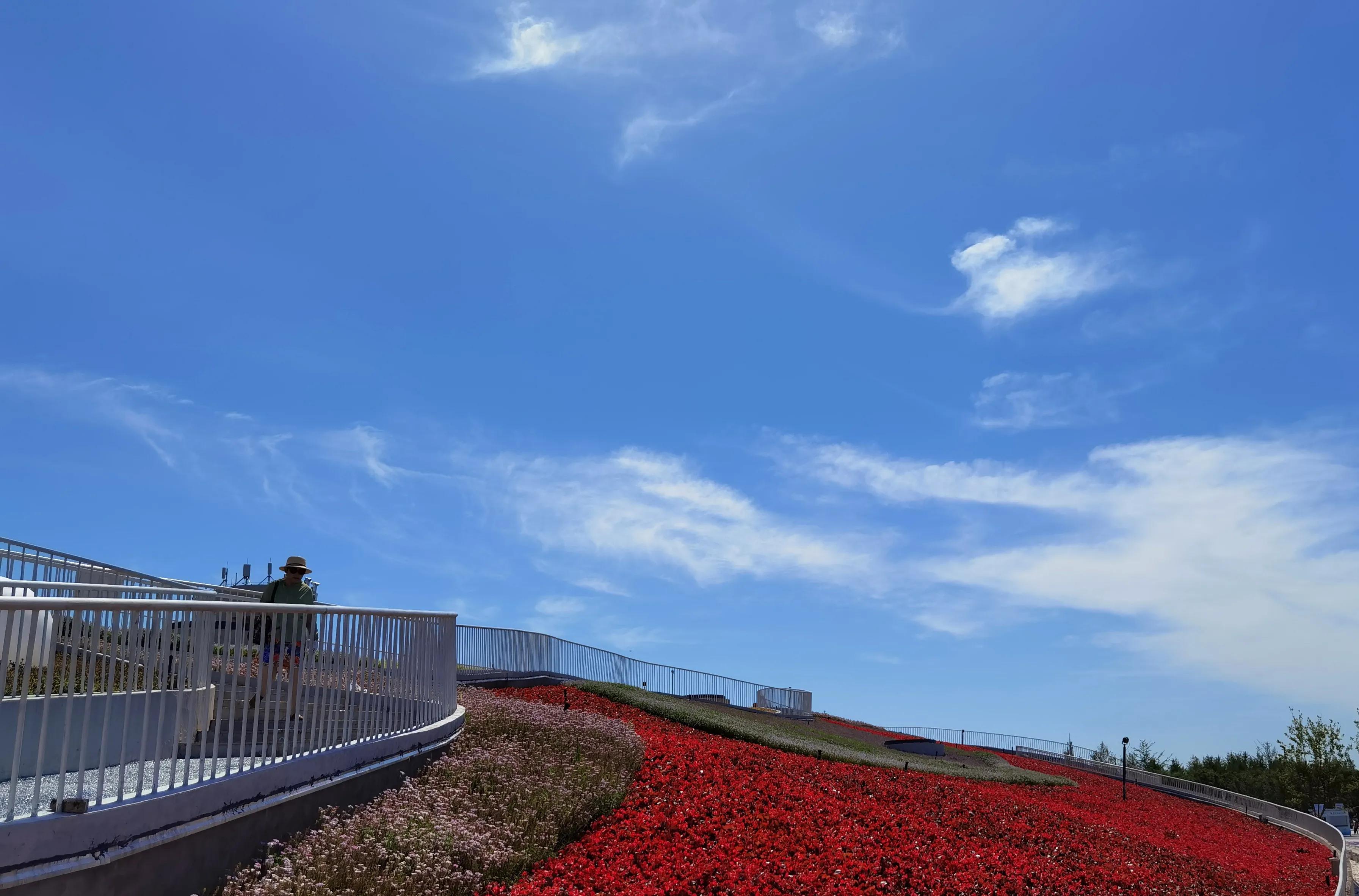 关于崇明花博会,崇明花博会全程花景
