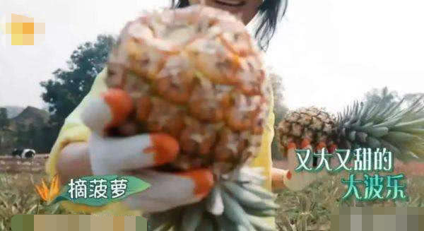 向往的生活第四季张子枫黄磊,向往的生活第四季香蕉园