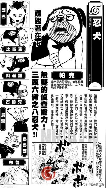 火影忍者卡卡西忍犬的照片,火影忍者中的八忍犬原型品种介绍