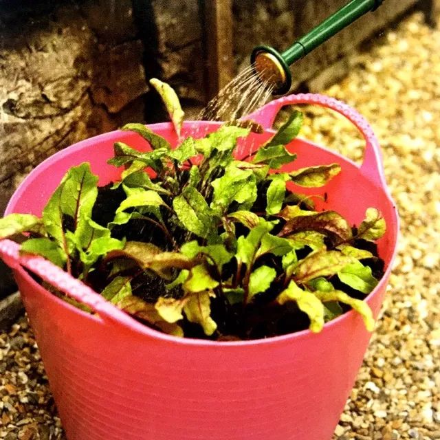 盆花极度干旱怎么处理,盆花水涝了怎么办