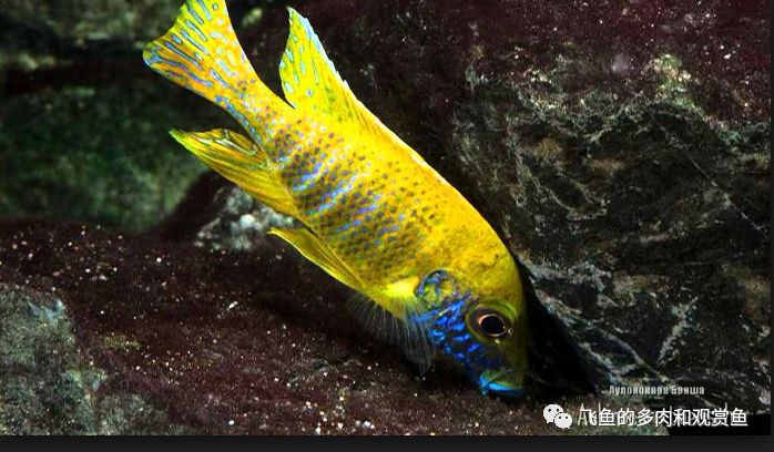 「慈鲷档案」三湖慈鲷·马鲷·金松鼠~听说非洲老家亲戚数量告急