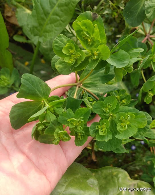 路边长得像野草的草叫什么名字,路边常看到的野草