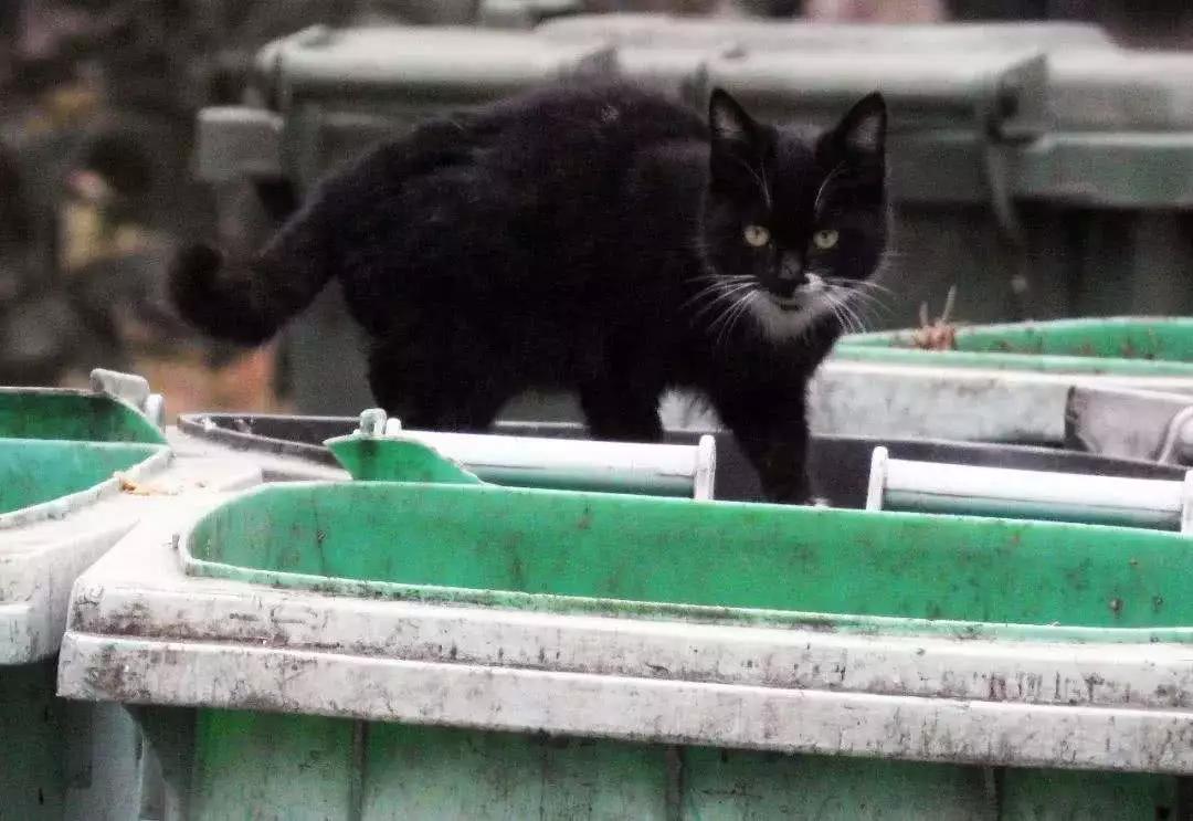 流浪猫百分之90都熬不过冬季,喂养流浪猫时流浪猫害怕怎么办