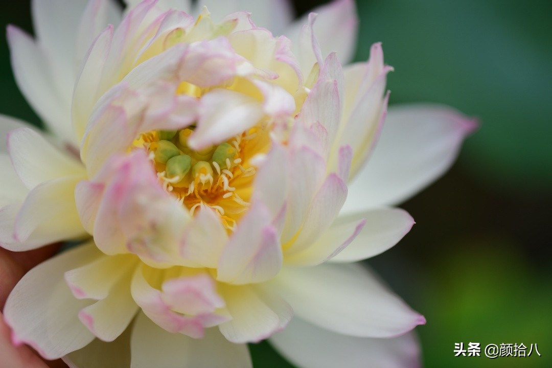 碗莲种藕生长到开花全过程,碗莲种植方法和时间图片