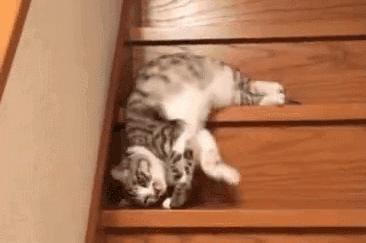 网上都在说猫是液体的，很多人猫奴也认同