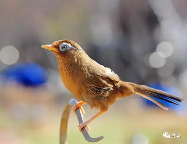 画眉鸟换毛期喂什么虫子,画眉鸟换羽期必备资料
