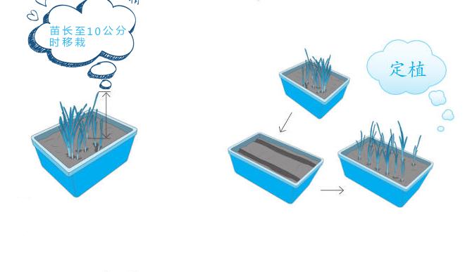 韭菜割了不长了,韭菜割也割不完
