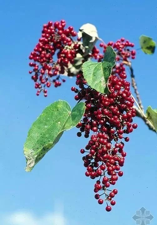 全世界最健康的食用油排行榜,世界排名前十最好的食用油