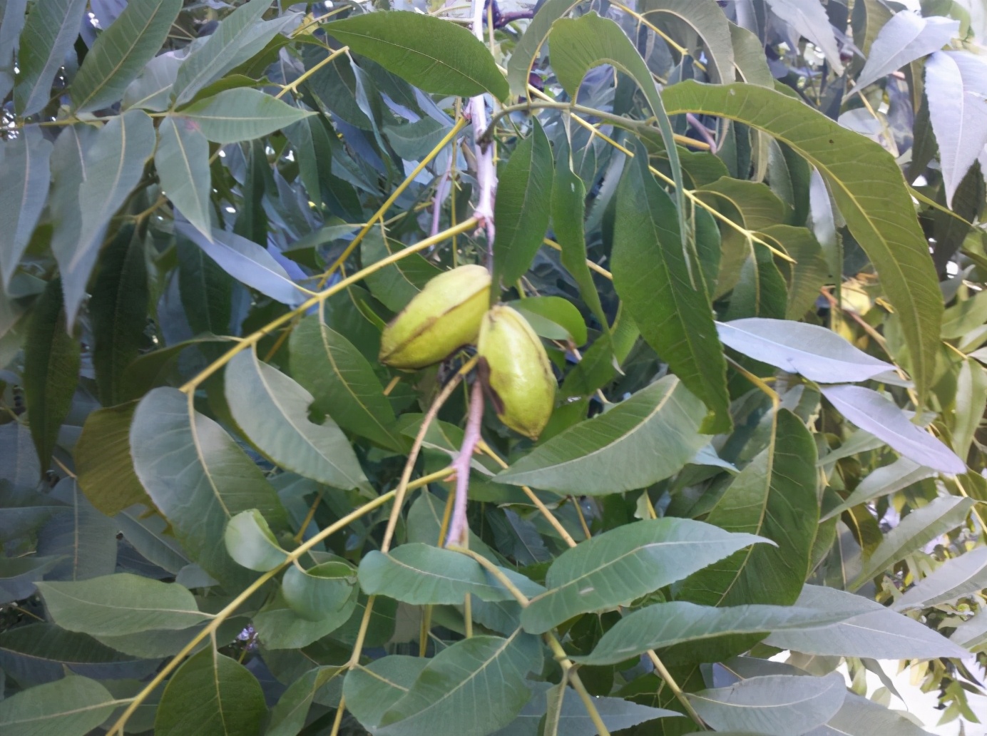 百种果子简介,百种果实图片