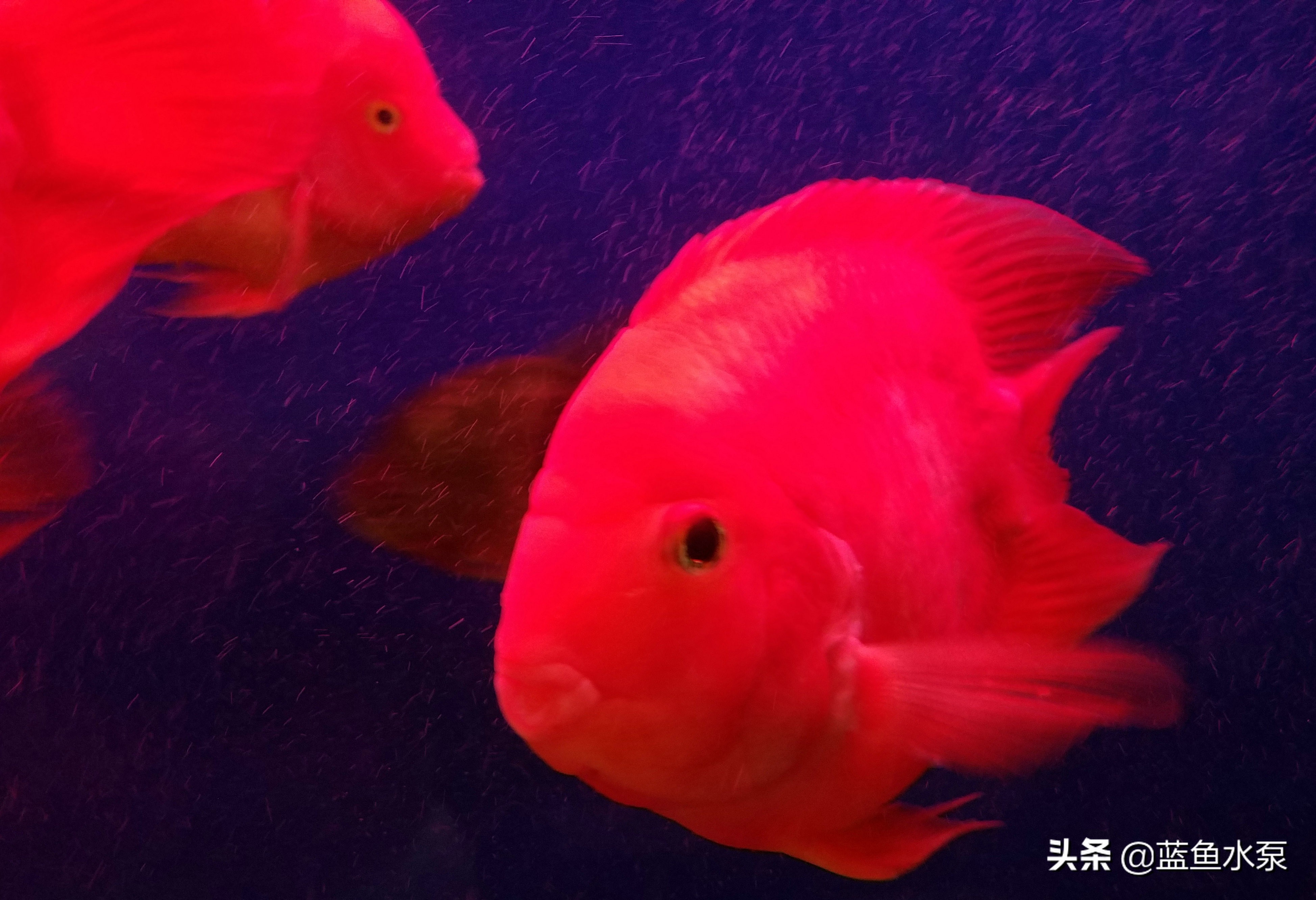 蓝鲨鹦鹉鱼饲养方法视频,饲养鹦鹉鱼要经常换水吗