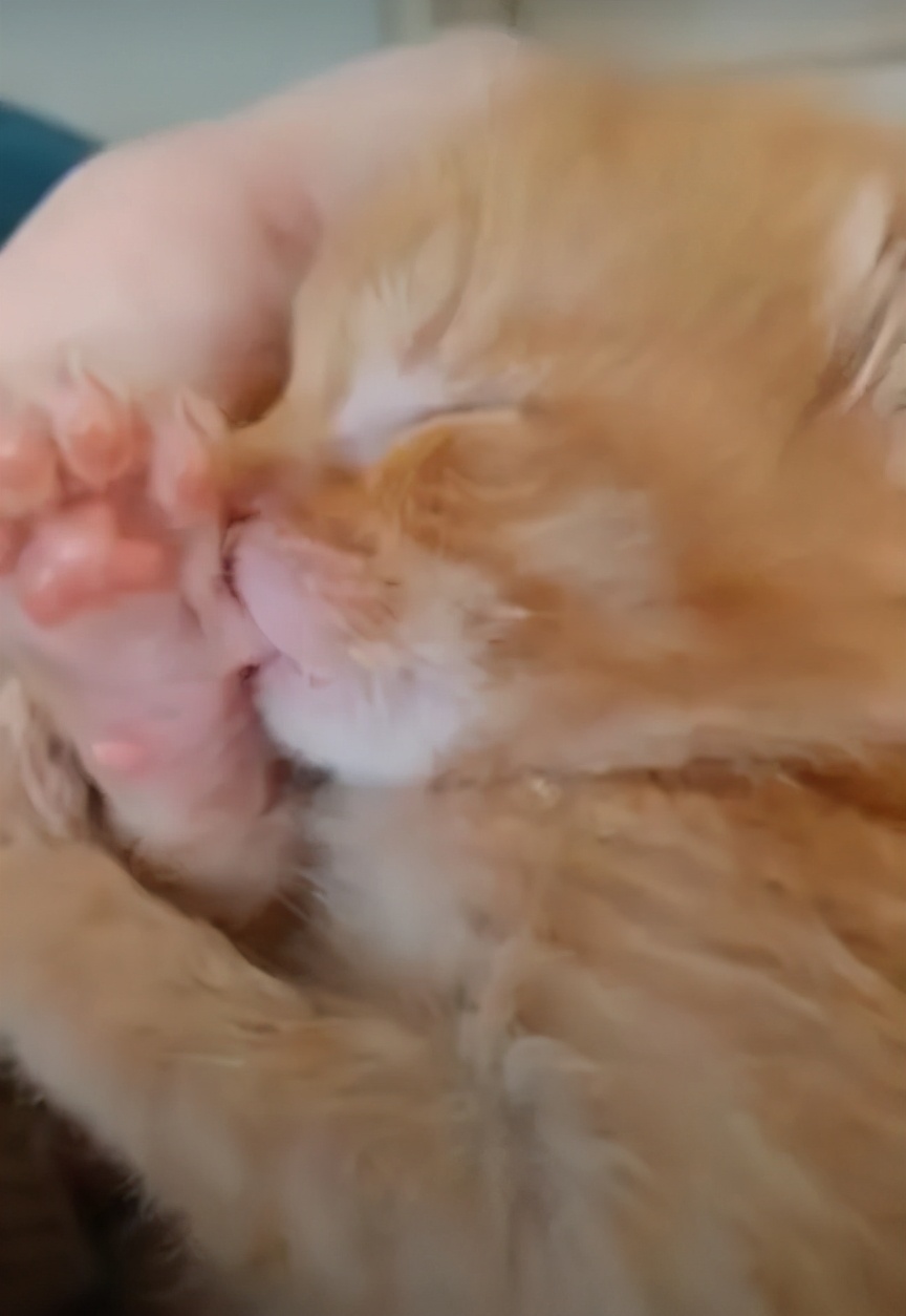 刚出生的小奶猫有多可爱,小奶猫幼崽可爱到犯规