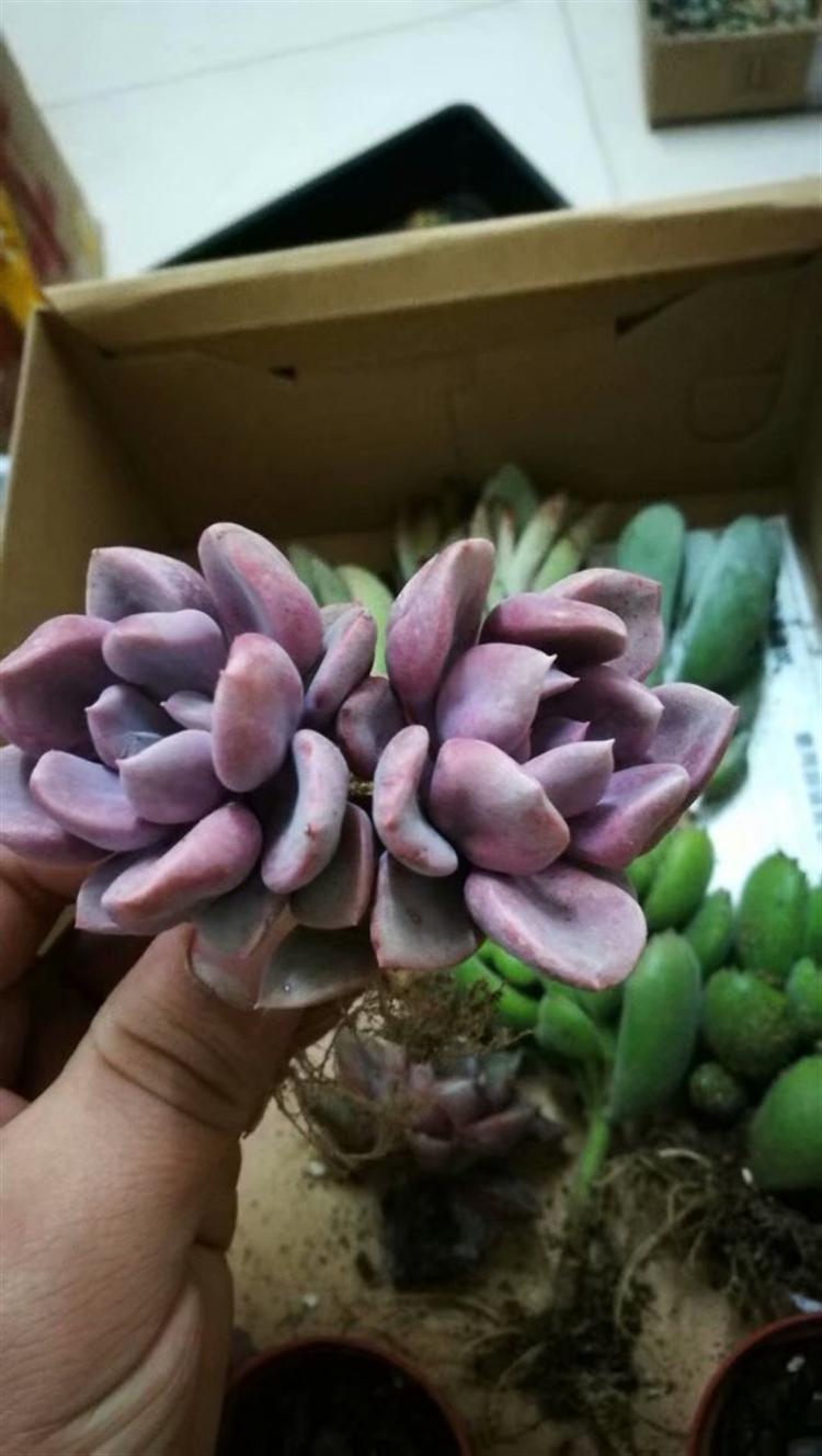 网购多肉老桩，“埋”多深有讲究！