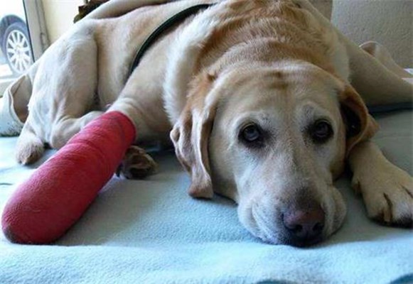 狗狗手术后护理方法,狗狗生病后如何康复训练