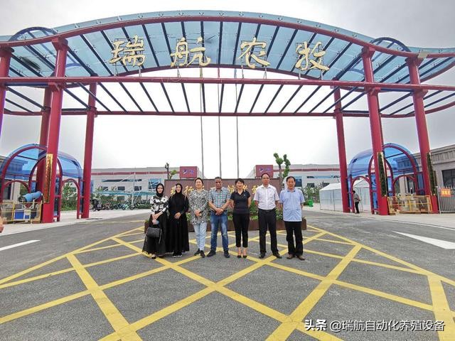 夏季蛋鸡中暑的防治方法,高温鸡中暑怎么救