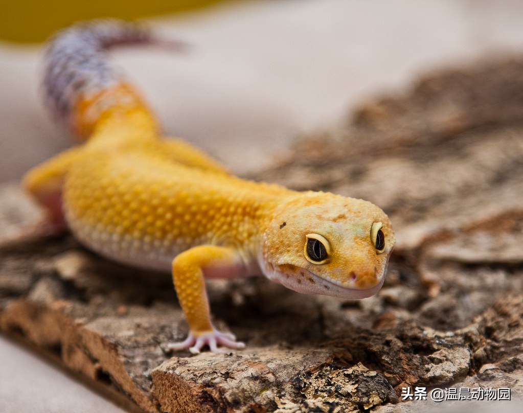 爬宠豹纹守宫怎么养,豹纹守宫繁育过程